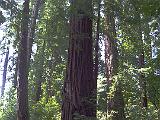 Henry Cowell SP 002